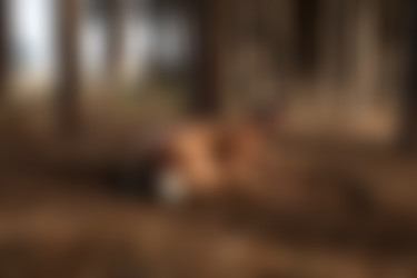 [PHD] 2024-12/22 Jenielou - WoodLand 2/42l.jpg
